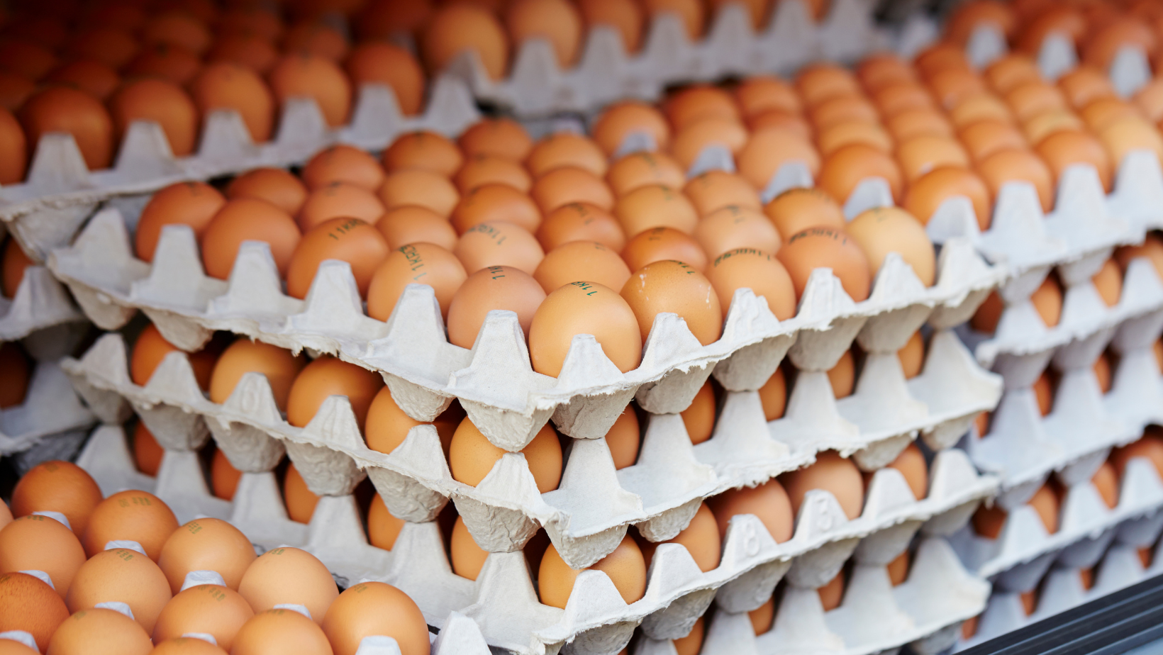 트레이더 조•코스트코, 계란 구매 수량 제한 - Newswave25 | 뉴스웨이브25 신문사